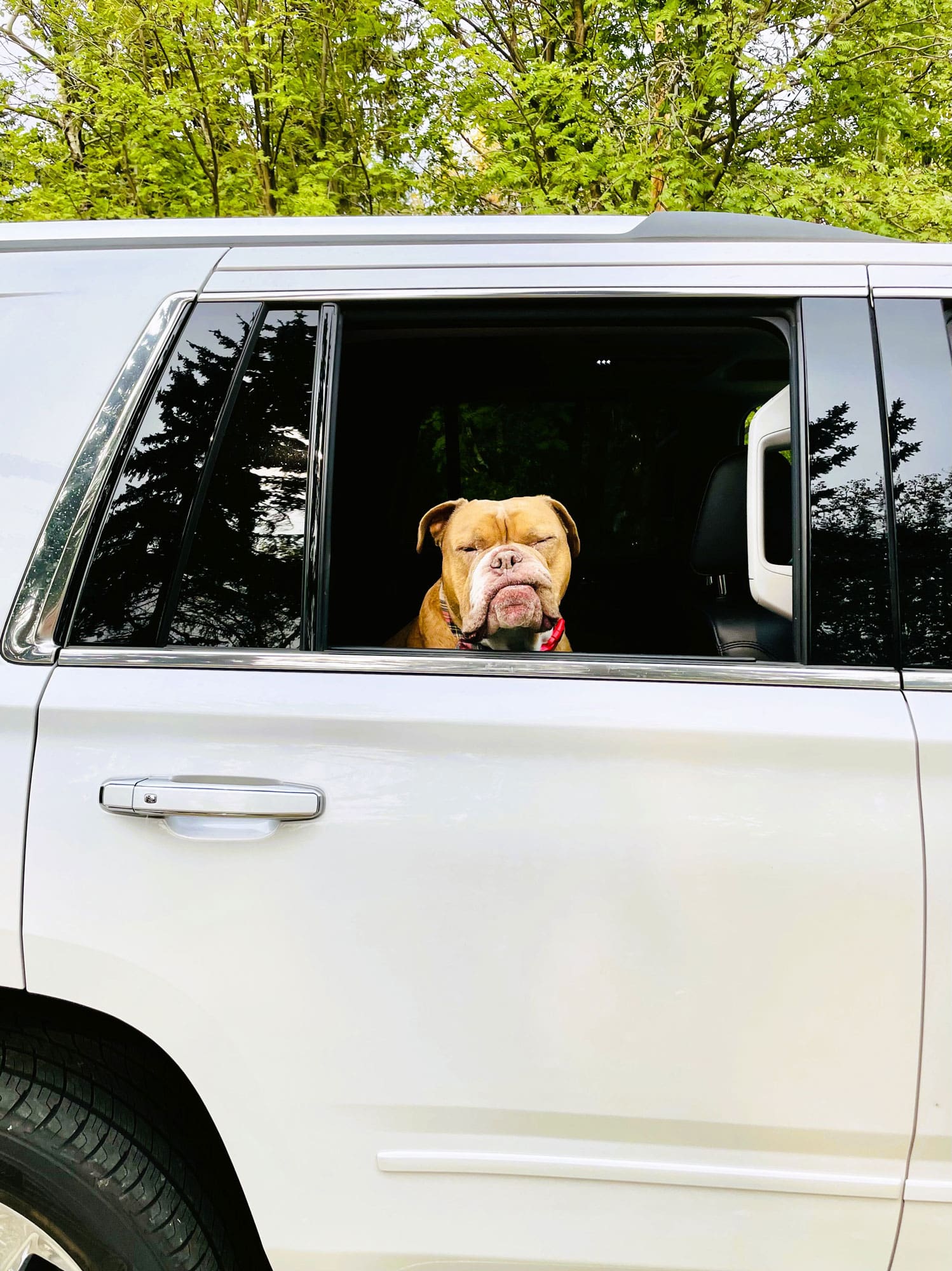 Brown bulldog named Bear sitting at the open window of a white SUV.